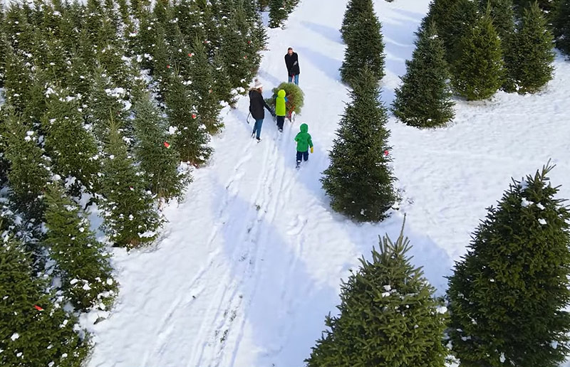 trees.jpg